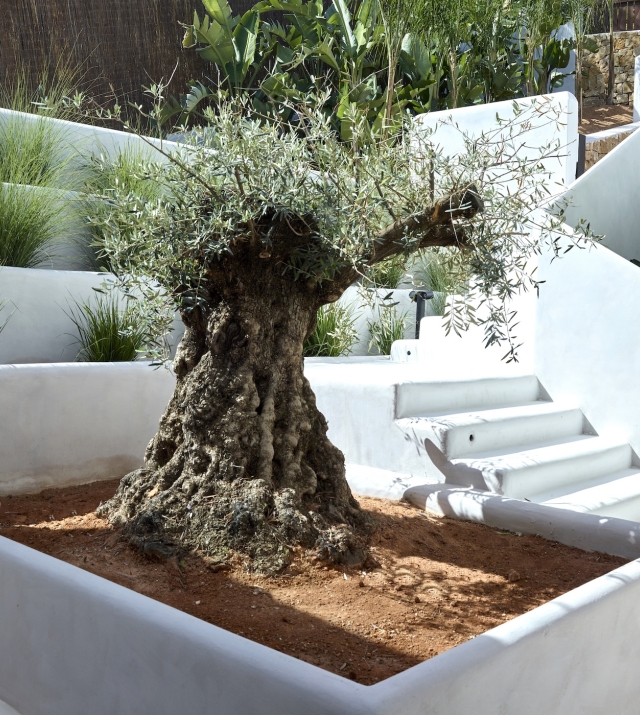 Resa Estates Ibiza koop sale Cala Moli villa seaviews modern olive tree.jpg